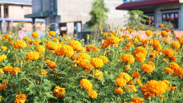 सयपत्री फूल बिक्री गरेर २ लाख आम्दानी