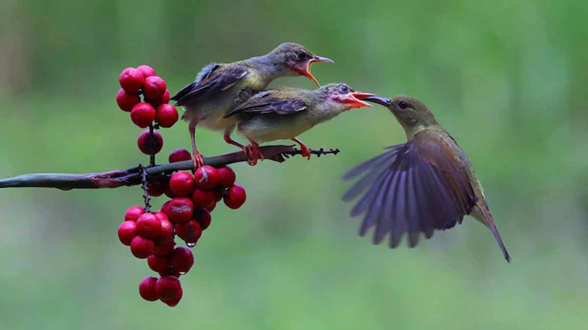 चरा संरक्षणका लागि सौराहामा राष्ट्रिय कार्यशाला