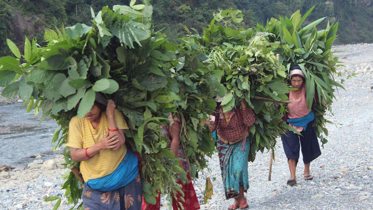 एक भारी घाँसकै लागि आधा दिन गुजार्नुपर्ने बाध्यता