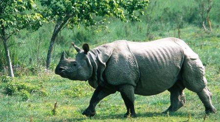 जलवायु परिवर्तनको असर, गैँडाको अस्तित्व संकटमा