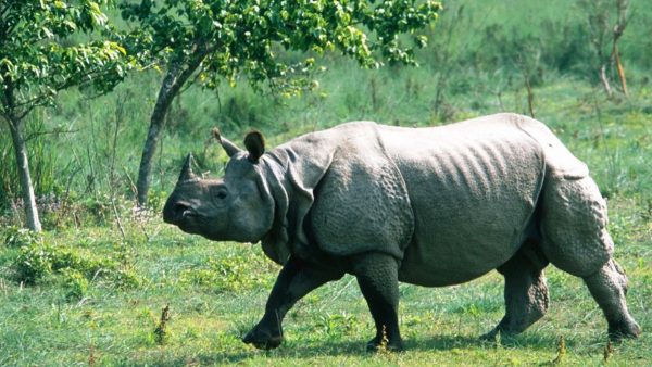 जलवायु परिवर्तनको असर, गैँडाको अस्तित्व संकटमा