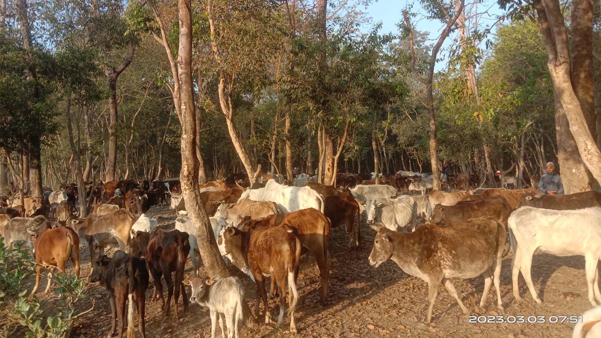 आहारा नपाउँदा रुखका बोक्रा खाँदै छाडा चौपाया