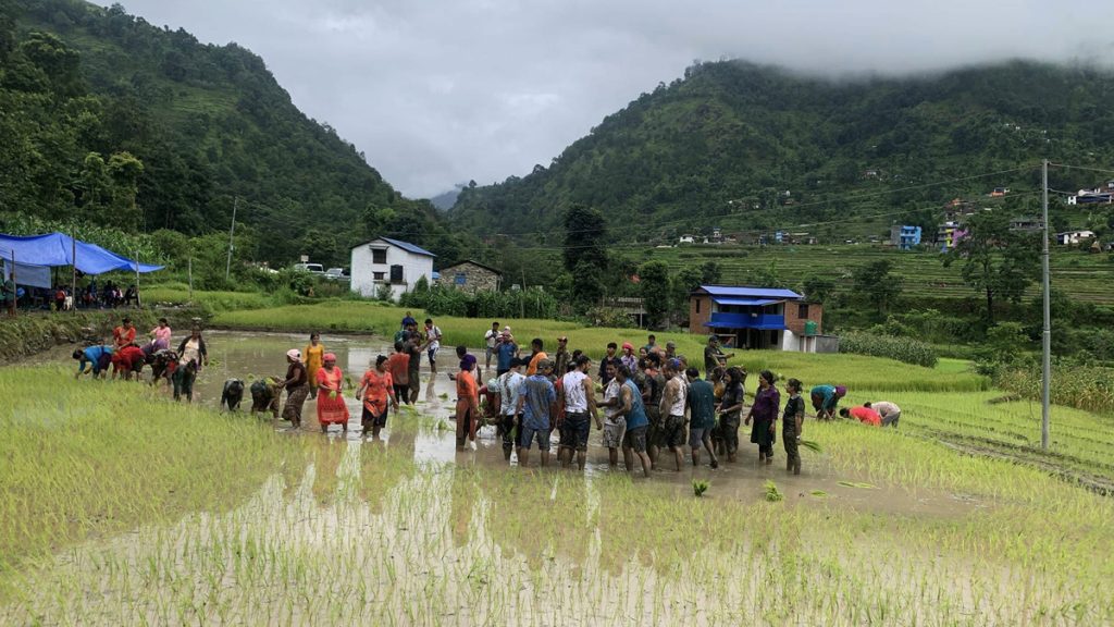 आज असार १५ राष्ट्रिय धान दिवस मनाइँदै