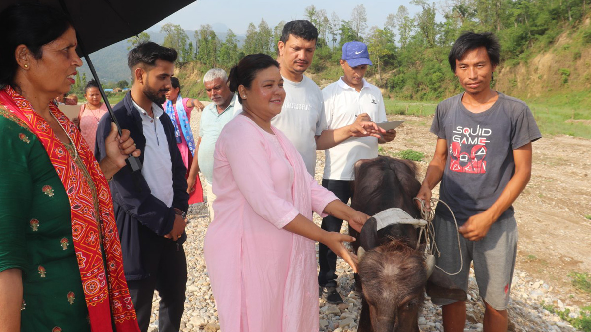 सीमान्तकृत वनकरिया जातिलाई गाउँपालिकाकाे पाडी