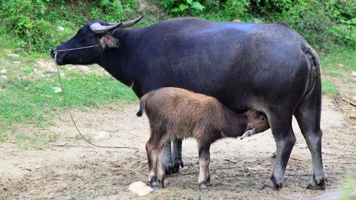 सुत्केरी भैंसीलाई भत्ता