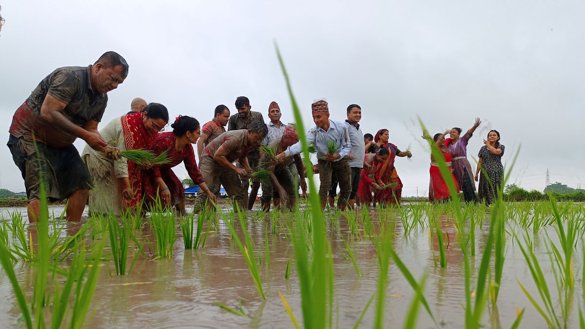 मोरङमा २० प्रतिशत धान रोपियो