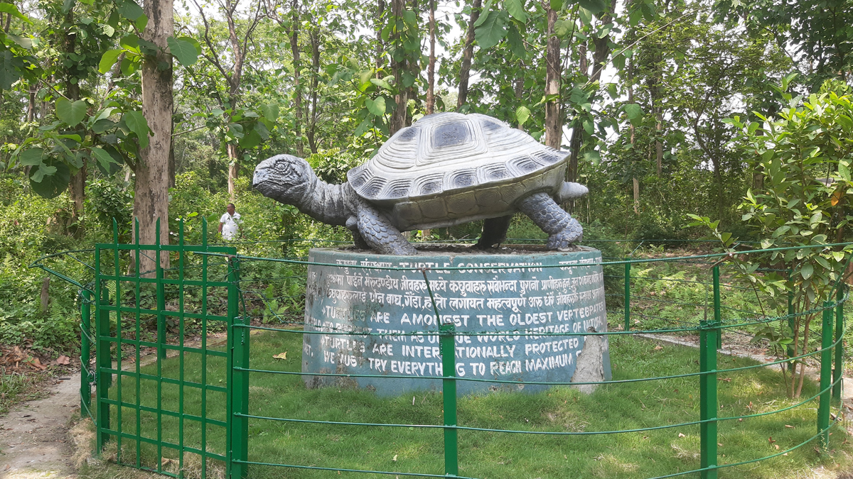 लोपोन्मुख कछुवा जोगाउनै गाह्रो