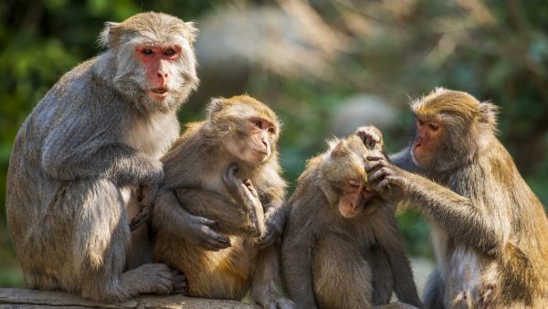 बाँदरका कारण रित्तिँदै बस्ती