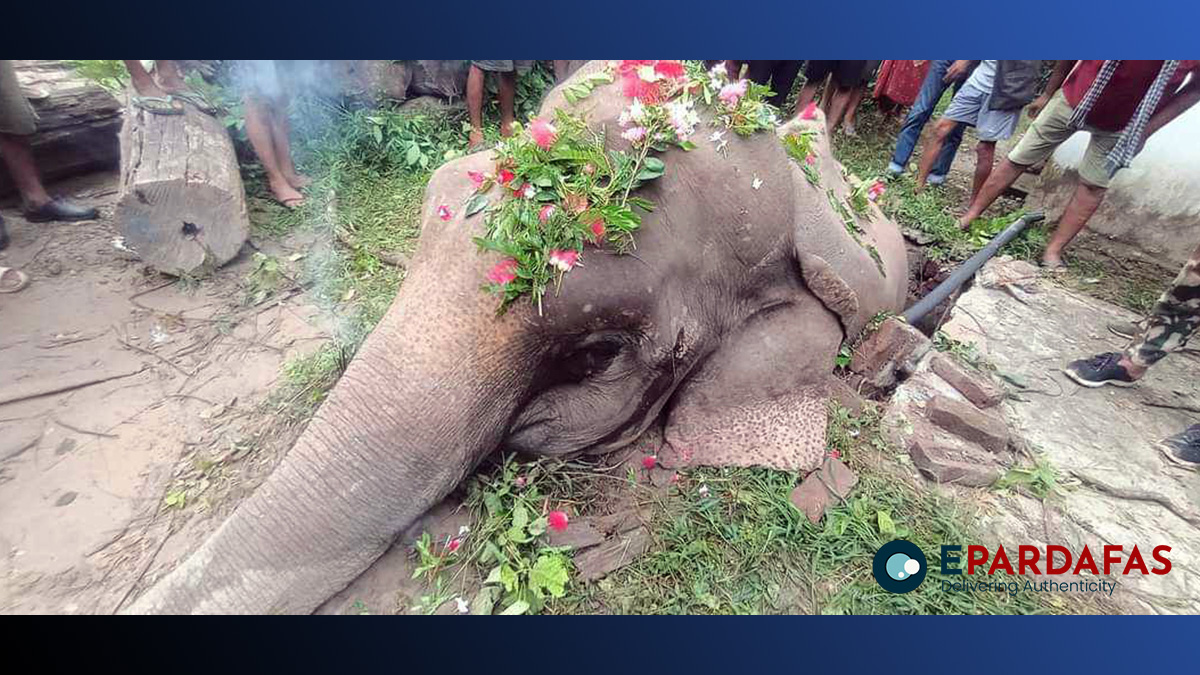 सेफ्टी ट्याङ्कीमा परेर जङ्गली हात्तीको मृत्यु