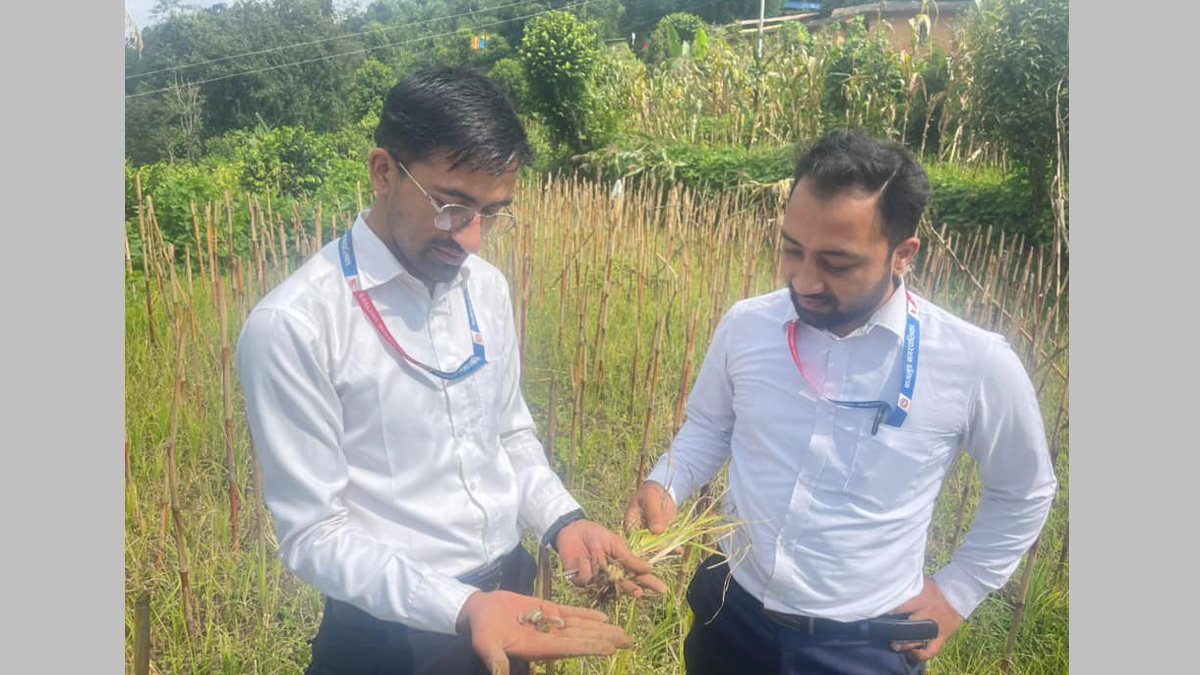 कोदोबालीमा खुम्रे कीराको समस्या