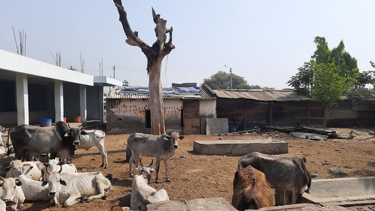 टीकापुर गौशालाबाट गोबर मल बिक्री सुरू