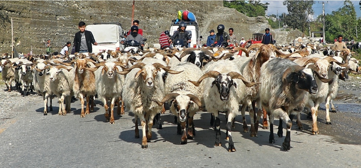 मुस्ताङबाट २३ करोडको च्याङग्रा निकासी