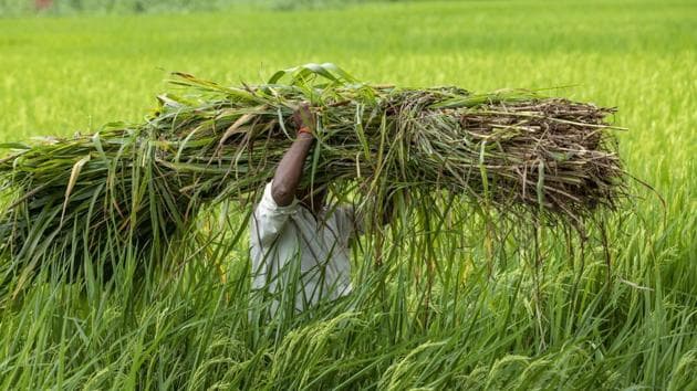 ९६ प्रतिशत किसान बीमा पहुँच बाहिरै