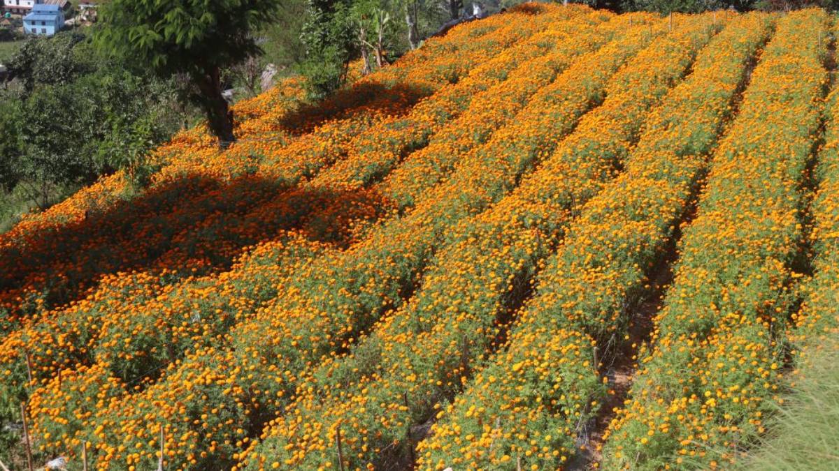 सामूहिक सयपत्री फूलखेती फस्टाउँदै