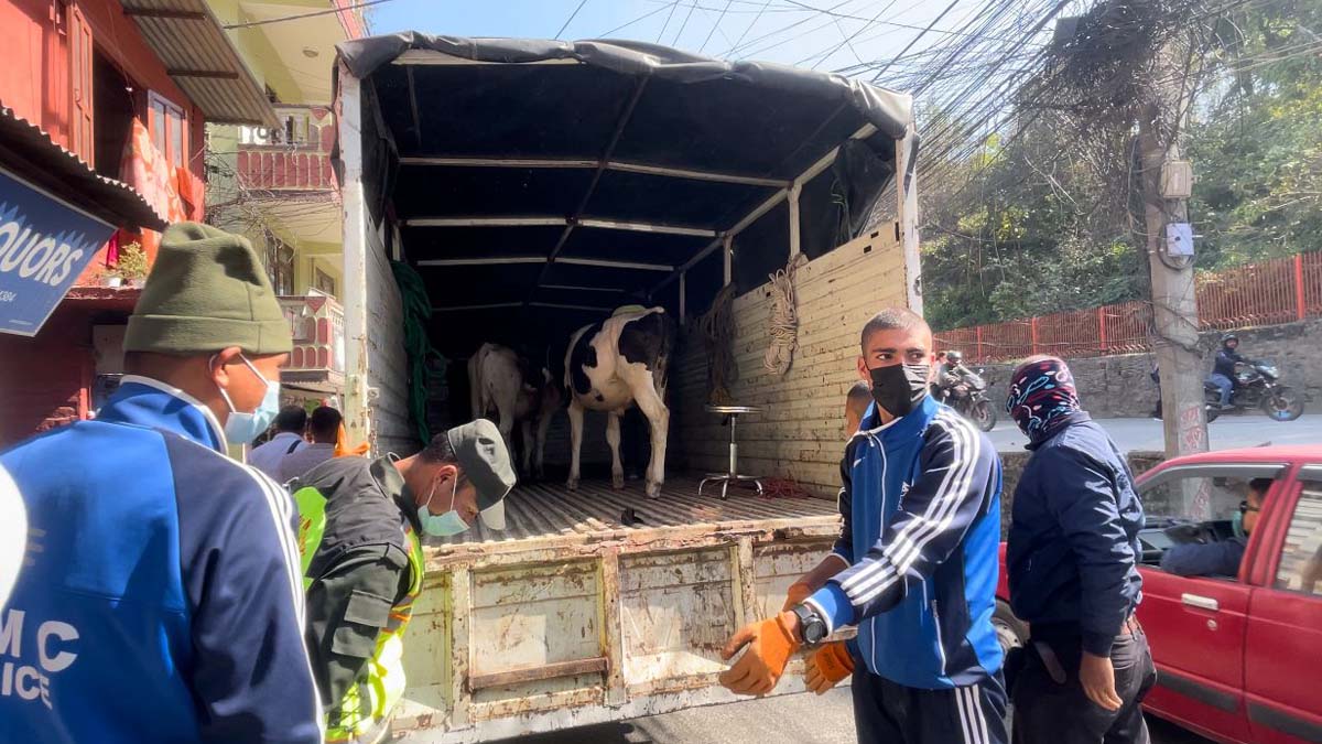 काठमाडौंको सडकका गाईबाच्छा अब काञ्जी हाउसमा