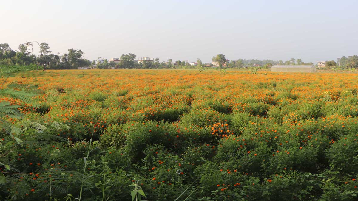 तिहारमै बिक्री भएन फूल, किसान निराश