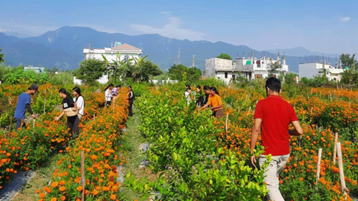 फूलखेतीमा रमाउँदै युवा कृषक