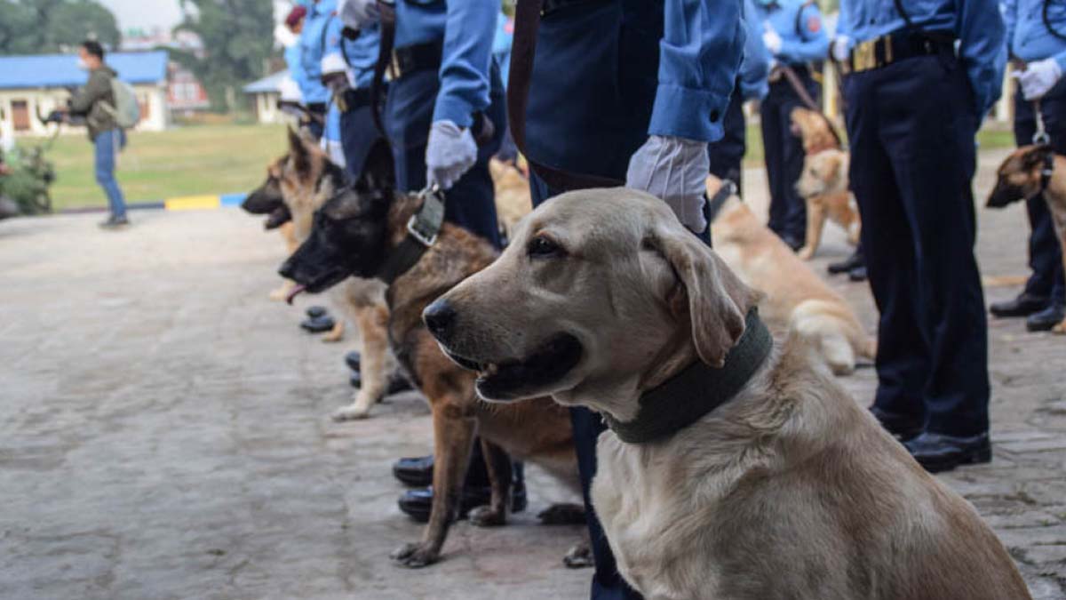 कुकुरसम्बन्धी नेपाली समाजमा प्रचलित यी हुन् १२० उखान