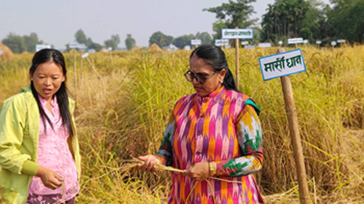 झापामा फल्यो ८१ प्रजातिको रैथाने धान