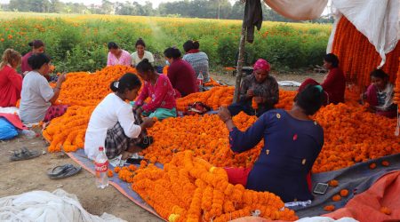 तिहारलाई ४५ लाख माला, ६० प्रतिशत स्वदेशकै