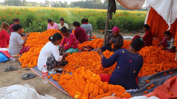 तिहारलाई ४५ लाख माला, ६० प्रतिशत स्वदेशकै