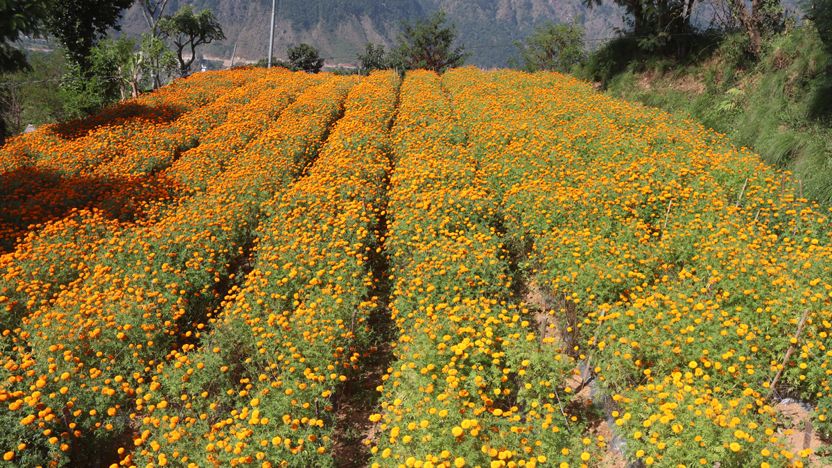 फार्मबाट फूल बिक्री भएन