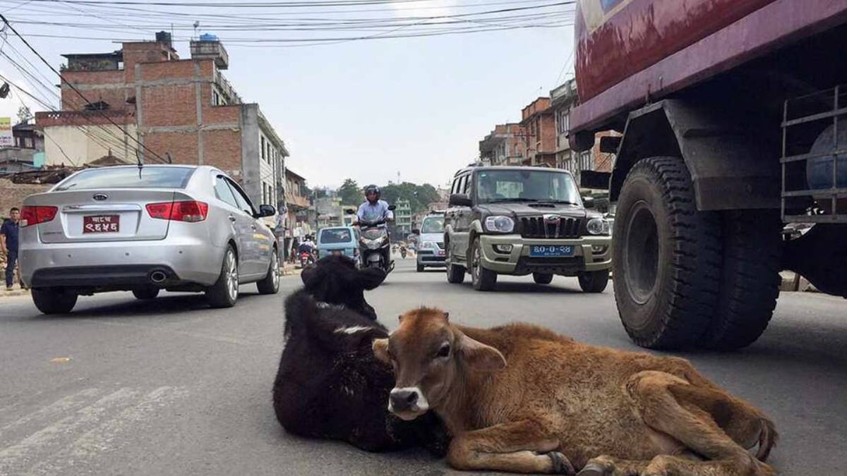 काठमाडौं महानगरले छाडा चौपायालाई ‘काञ्जी हाउस’मा राख्ने