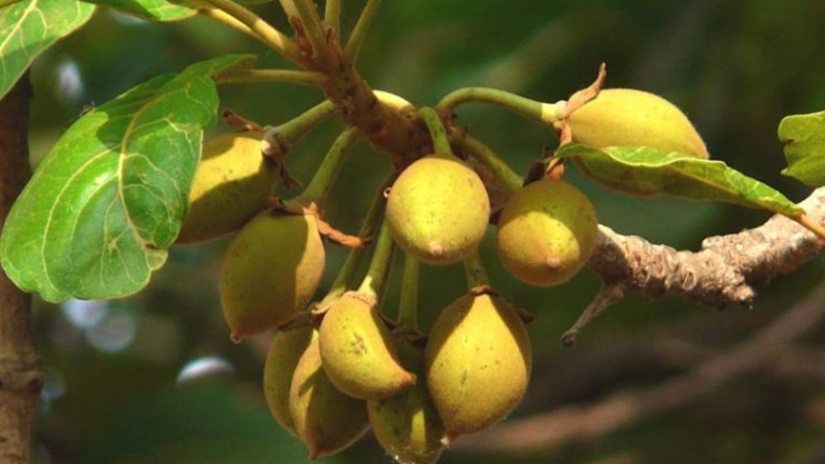 चिउरीबाट घ्यू उत्पादन गर्दै चेपाङ