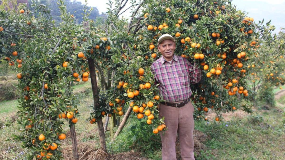 शिक्षणबाट अवकाशपछि सुन्तला खेतीमा : बर्सेनि पाँच लाख कमाई