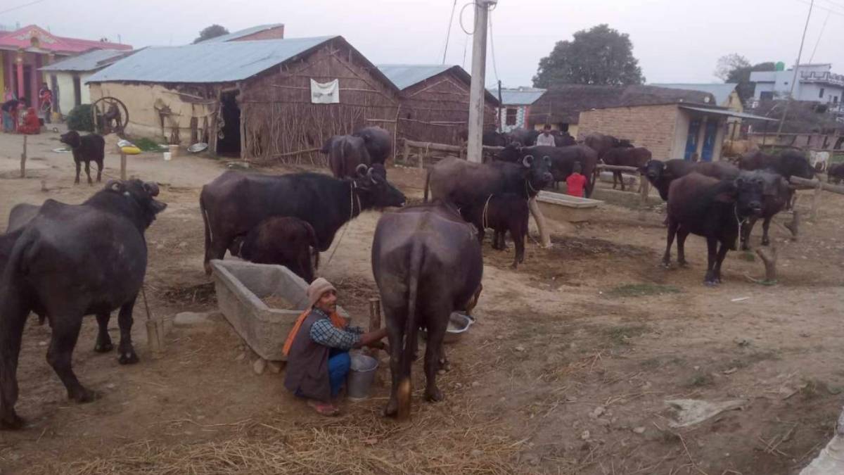 दाङका टीकारामले भैँसीपालनबाट कमाउँछन् मनग्य आम्दानी