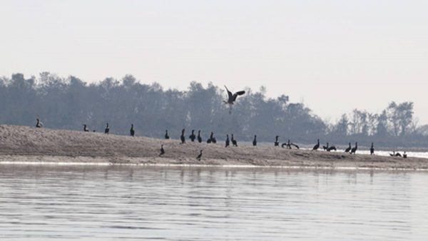 देशभर एकै साथ जलपंक्षी गणना शुरु हुँदै