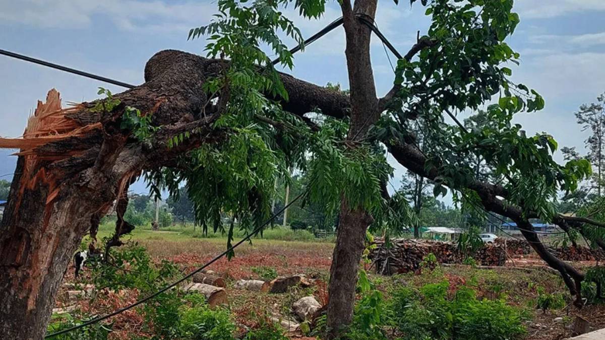 ‘एसियन हाइवे’ बनाउन काँकडभिट्टाबाट ४ हजारभन्दा बढी रुख काट्न सुरु