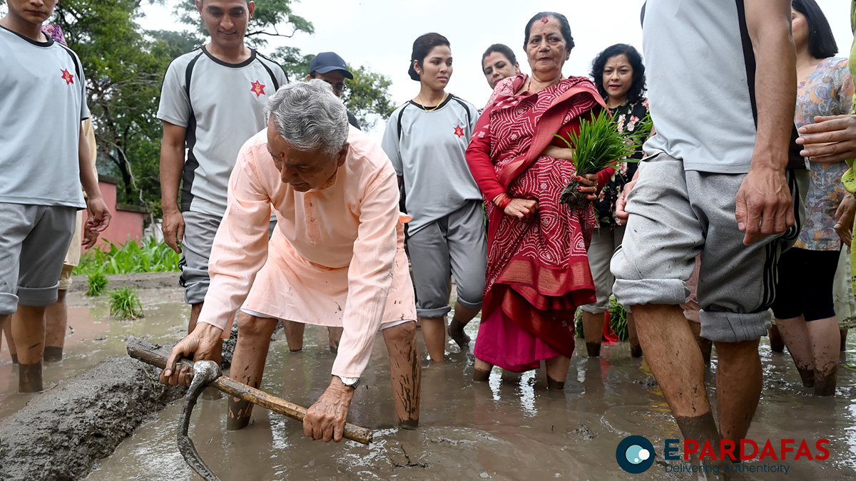 राष्ट्रपतिले रोपे शीतल निवासमा धान