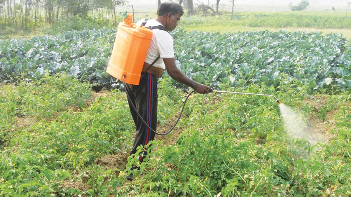 बागमतीका छ जिल्लामा करिब ८० प्रतिशत विषादी खपत