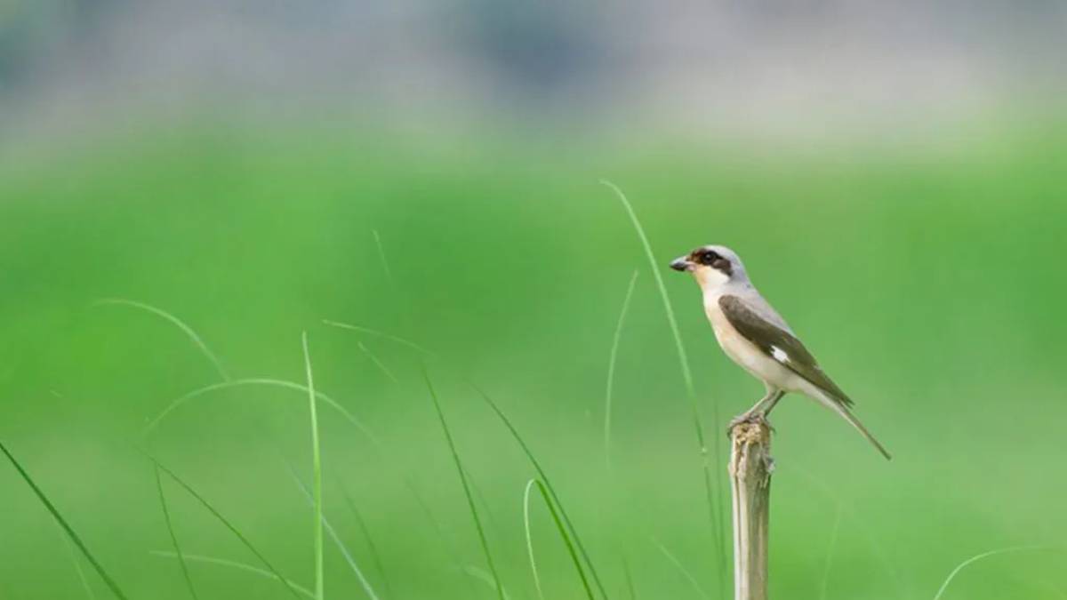 युरोपको रैथाने चरा भक्तपुरमा देखियो