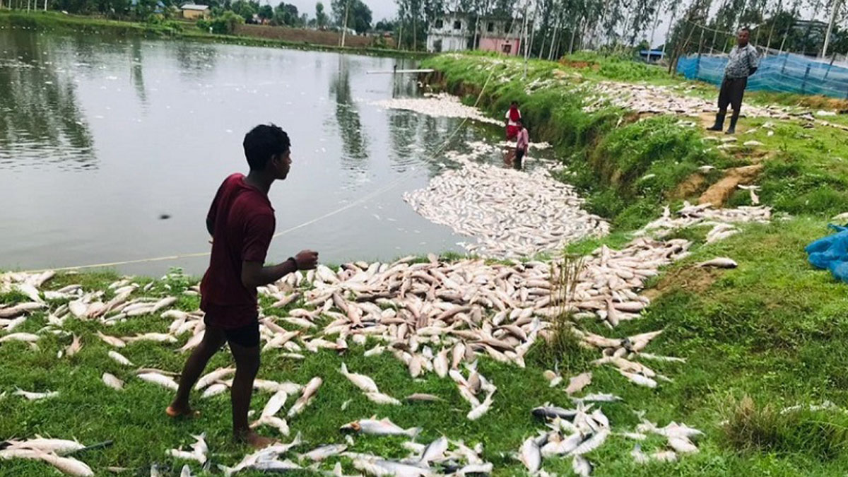 पालिएका माछा मर्दा ६० लाख बराबरको क्षति