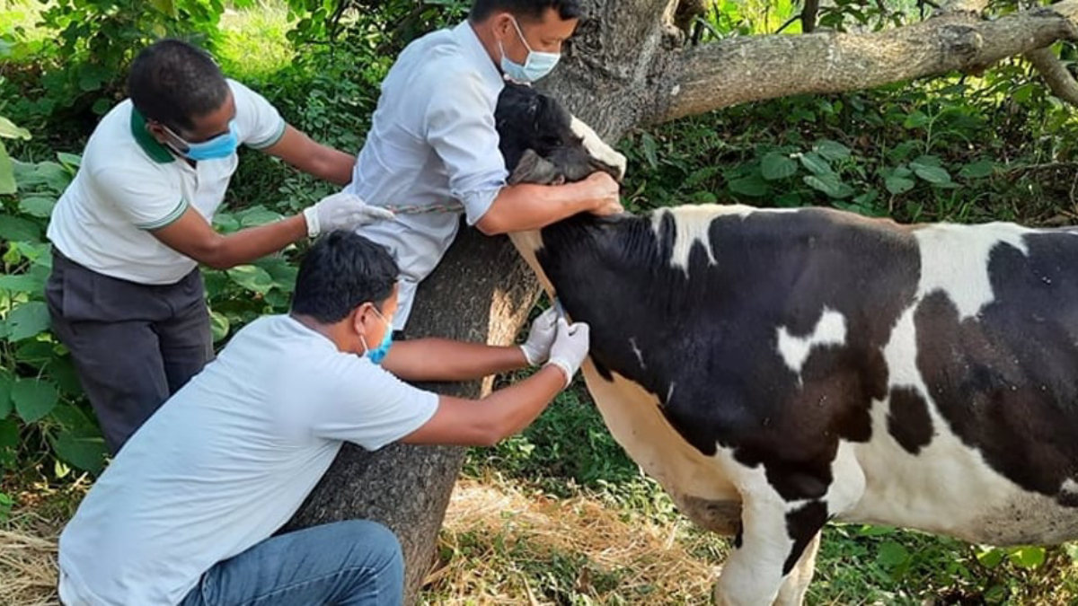 गण्डकी प्रदेश : पशुमा पूर्णखोप अभियान