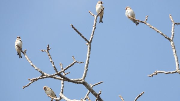 जलवायु परिवर्तन प्रभावको असर विदेशी पर्यटक चरामा