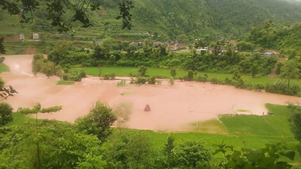 नुवाकोटमा बाढीले सयौँ रोपनी धानखेत बगरमा परिणत