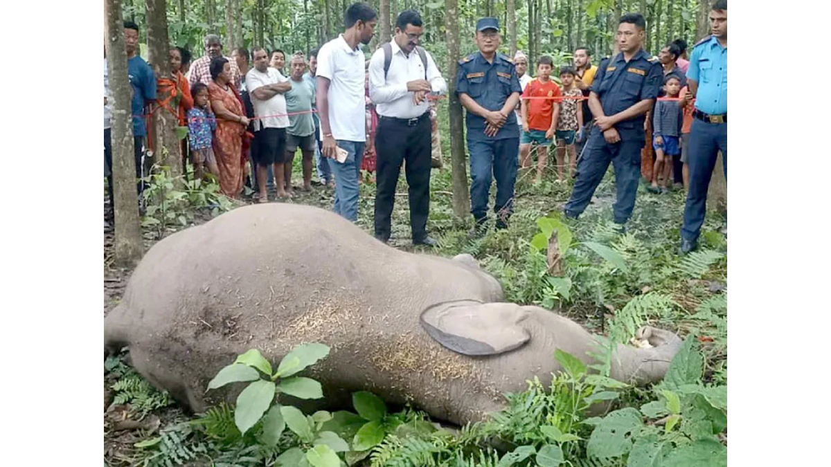 मोरङको बेलबारीमा हात्ती मृत फेला