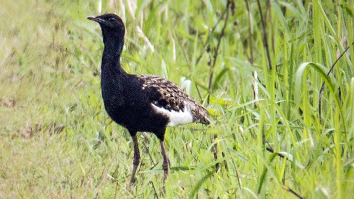 अति दुलर्भ खरमजुर संरक्षण गर्न घाँसे मैदान व्यवस्थापन