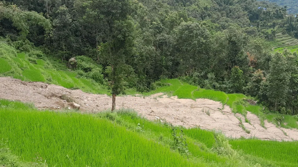 पहिरोले धानबालीसहितको खेत बगाएपछि कृषक चिन्तित