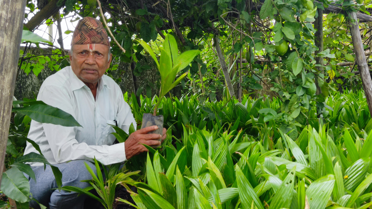 दुई महिनामै १ करोड ८० लाख रूपैयाँको सुपारीका बिरूवा बिक्री