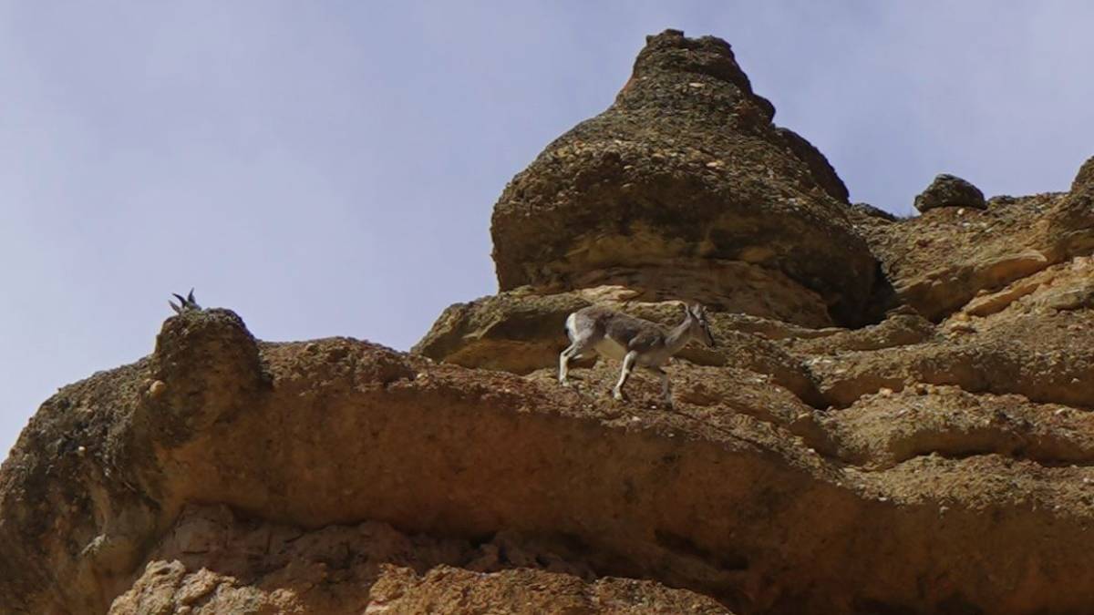 मुस्ताङमा वन्यजन्तुसँगै रमाउन थाले पर्यटक