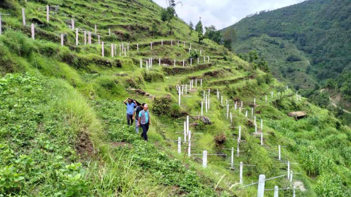 चक्लाबन्दीपछि बाँझो जग्गा हराभरा