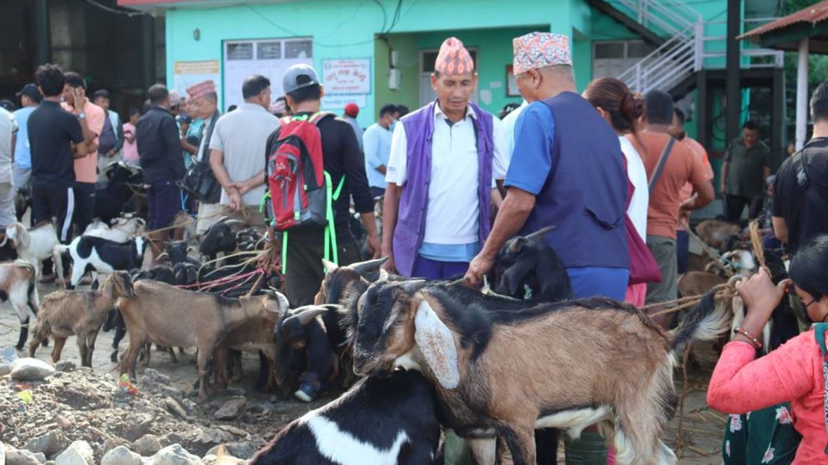 चाडपर्व नजिकिएसँगै कृषिउपज बजारमा चहलपहल बढ्यो