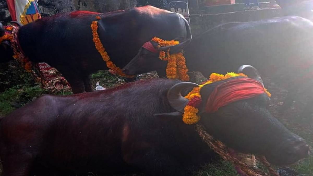 बली दिने राँगोका लागि पौने पाँच लाखको बोलकबोल