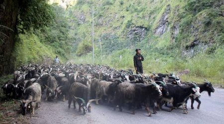 यसवर्ष च्याङग्राको मूल्य घट्यो