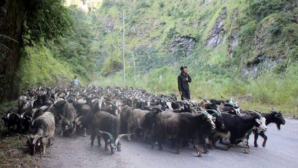 यसवर्ष च्याङग्राको मूल्य घट्यो