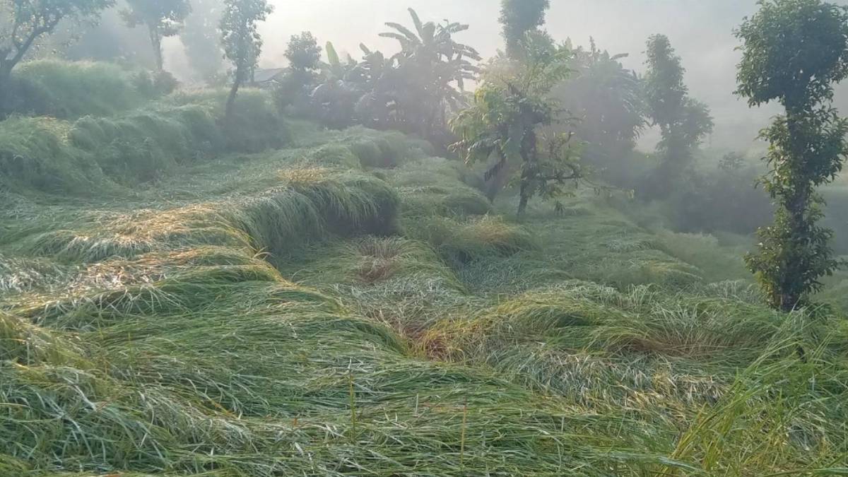 भित्र्याउने बेलाको धानबाली असिनाले सखाप